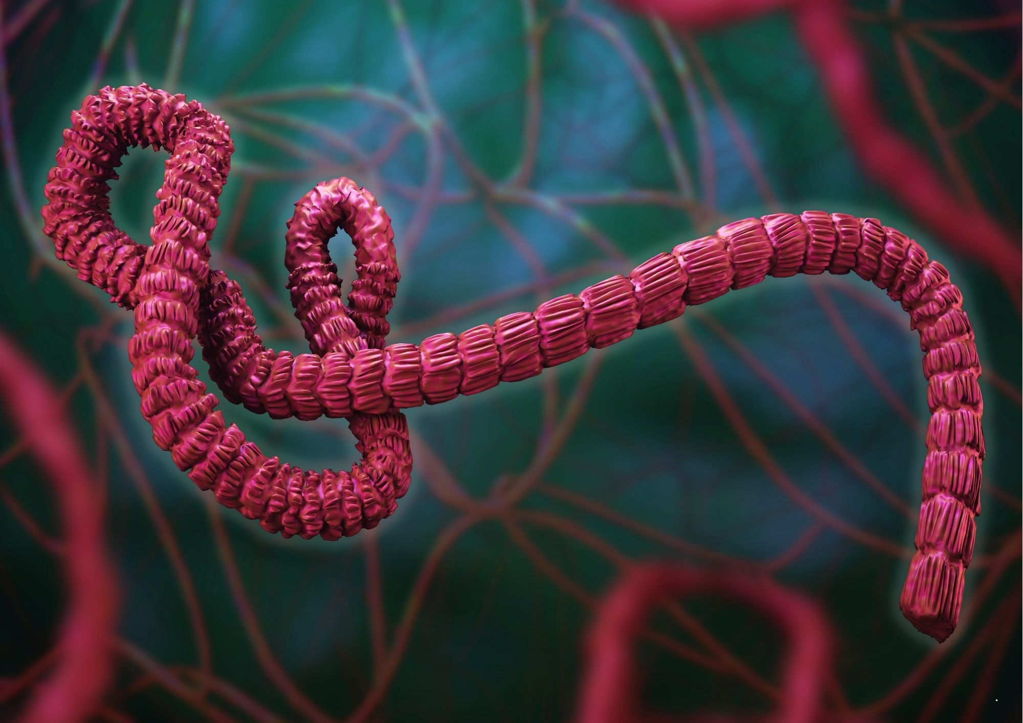 Egyptian firm to receive US$16.5 million to advance African Bundibugyo Ebola vaccine candidate